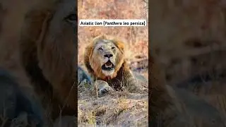 Asiatic lion (Panthera leo persica)🦁 #shorts #asiaticlion #asiaticlions #pantheraleo #persica