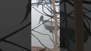 Feel The Cold || &lrm;⁨@ihfatviews786⁩&nbsp; #birds #nature #ytshorts #shorts #viral #trending