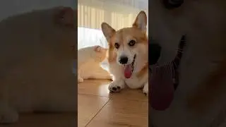 So Happy Together #2 #corgi #cat #catdog #dogcat