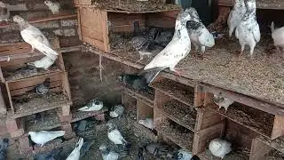 New patho ka soak#baby#pigeon#kabutar#video#fly#badshah kabutar