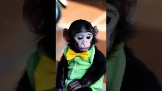 Adorable Baby Rhesus Monkey in Green and Black Outfit