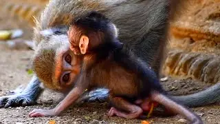 Tiny Baby Monkey Really Trying Hard To Walk Well