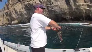Calico Bass Fishing (How to Rig a Swim Bait)