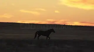 Stock Video - Wild horse running during colorful sunset in the Utah desert