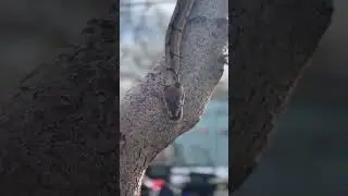 Python Daily Exercise #Snake #Stretch #shorts #python