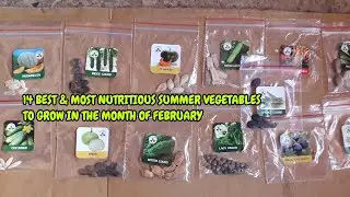 14 BEST SUMMER VEGETABLES THAT YOU CAN GROW IN THE MONTH OF FEBRUARY