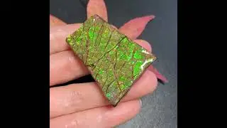 Ammonite Gemstone Authentic Canadian Ammolite #fossils #authentic #gemstonelover #beautysupply