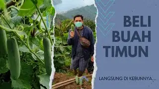 TOPI PETANI# Kebun di Puncak Pusunge, Petik Timun langsung dari Kebunnya #petani #timun #sangihe