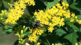 Tachina Fly (Tachinidae: Cylindromyia) on Blossom