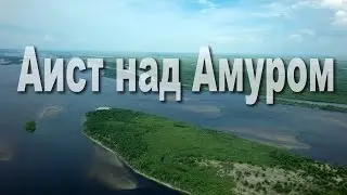 Аист над Амуром Oriental stork over Amur river