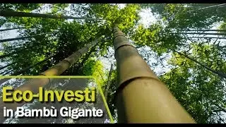 Incontro di Policoro sul Bambu gigante - Jonica TV - Basilicata