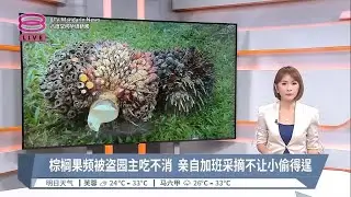 棕榈果频被盗园主吃不消  亲自加班采摘不让小偷得逞【2023.05.27 八度空间华语新闻】