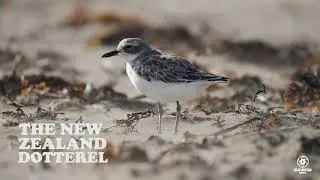 THE NZ DOTTEREL