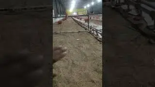 Litter management in poultry farm