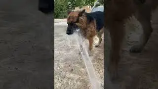 Tempting Water Games to Delight Your Dog #shorts #germanshepherd
