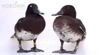 Pair of critically endangered (IUCN) and federally endangered Madagascar pochards (Aythya innotata).