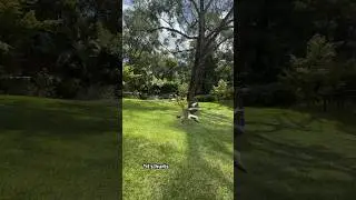 Dangerous!!! #Kookaburra #shortvideo #birdfeeder #birdwatching