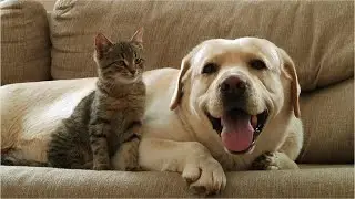 Pet Ethics