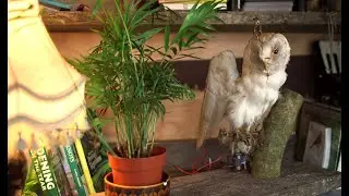 An Owl's Tale - Give us a brake