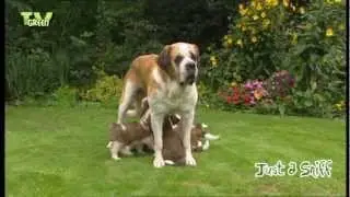 Just a Sniff - St Bernard - St. Bernhardshund #03