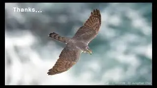 The Sea & The Hawk   ( Sony a1 - Real-Time Tracking -  )