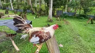 Backyard farming : Gamefowl breeding