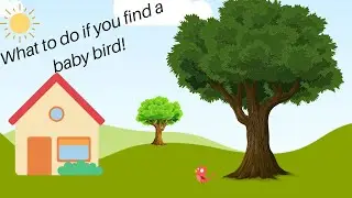 What to do if You Find... A Baby Bird!