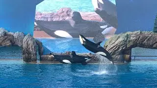 The Orca Encounter at SeaWorld San Diego (2025) 🐳