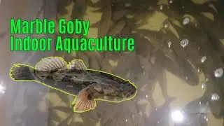How About the Marble Goby Indoor Fish Farming? [RAS System]