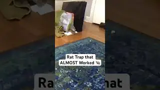 Rat and Hidden Trap Caught on Camera | DIY Rat Catching #rats #diy