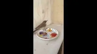 trying to help a small bird after he hit the wall so hard