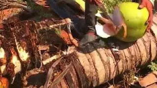 Cutting coconut and Discover The heart of palm for Swamp Cabbage Strew,coconutree cutting difficult