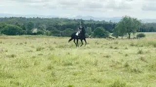 Betty - Mustering / Paddock Work