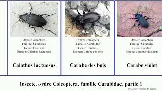 Insecte, ordre Coleoptera, famille Carabidae, partie 1 bembidion lesticus carabus elaphrus points