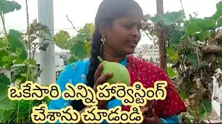 రౌండ్ సోర harvesting passion fruit ,veggies... special verity s