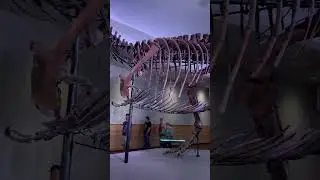 D&uuml;nya&rsquo;nın en b&uuml;y&uuml;k T-rex&rsquo;i 🦖!  #chicago #yurtdisi #amerikadahayat #vlog