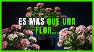 El VERDADERO SIGNIFICADO de la FLORACI&Oacute;N del &aacute;rbol de Jade