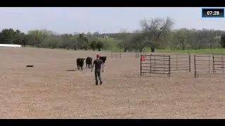 Hendrix - 2025 National Cattledog Association Finals Open 2