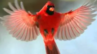 Le cardinal rouge