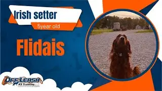 Amazing Transformation| Flidais| 5y | Irish setter | 2wk | Indianapolis off leash k9 Training