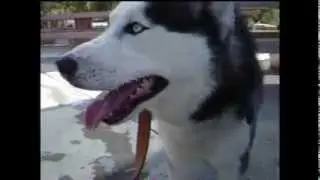 Husky Rescue -  Jogging with Guinness_Movie1_Chapter1.mpg