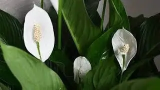 10 Plants to Attract Good Luck & Prosperity in New Year 2024#shorts #shortsfeed #shortsvideo .