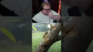 ОГРОМНЫЙ ШЕРШЕНЬ 😨 #t2x2 #t2x2twitch #шершень #hornet #юмор #fyp #fypage #twitch #твич