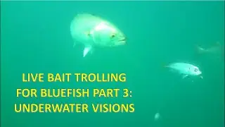 Live bait trolling for bluefish part 3: Underwater visions