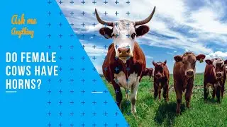 Do Female Cows Have Horns? Can Female Cows Have Horns? Do Female Highland Cows Have Horns?