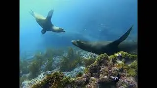 Galapagos, Española, dive site “Bajo Gardner”