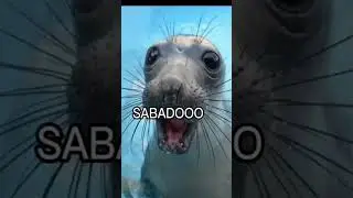Unbelievable Joy! Witness the Adorable Seal Pups in Alabama and Alaska