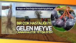 Kızılderililer Soğuk Algınlığı İçin Kullanıyor, 'Aronya' Meyvesi Çanakkale’de Yetişecek