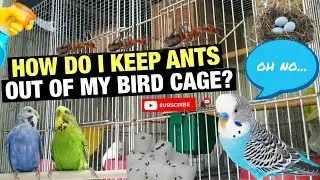 HOW TO PREVENT ANTS IN BIRD CAGE