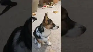 Those Big Corgi Ears